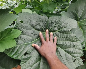 Motherland Okra ( Heirloom) 18 seeds