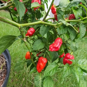 Trinidadian Scorpion Pepper Seeds (20)