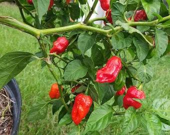 Trinidadiaanse schorpioenpeperzaden (10)