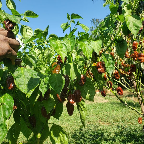 Chocolate Scotch Bonnet Pepper Seeds (10)