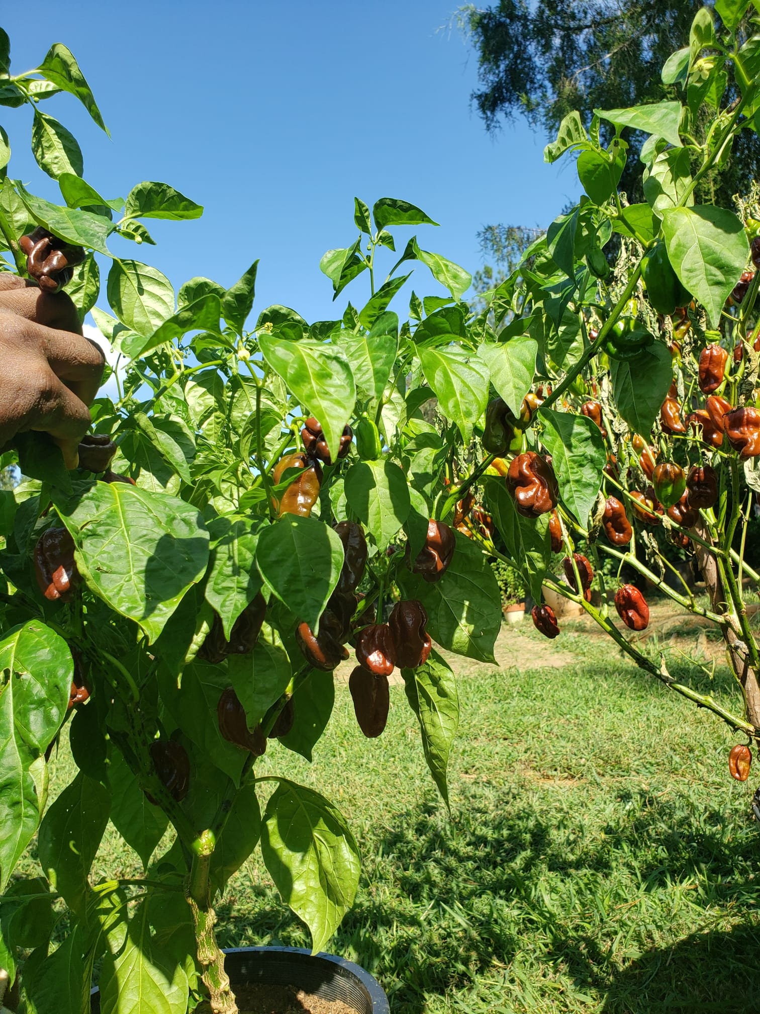 Chocolate Scotch Bonnet Pepper Seeds (10)