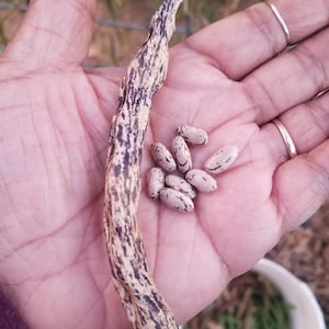 Rattlesnake Pole Bean Seeds