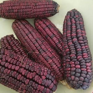 May include: A close-up shot of several ears of purple corn in a light-colored bowl. The corn kernels are a deep purple with darker hues, and the husks are partially removed. The image highlights the unique color and texture of the corn.