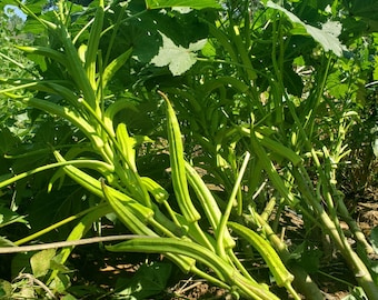 May include: A close-up of a green okra plant with several pods growing. The plant is in a garden setting with green leaves and brown dirt.