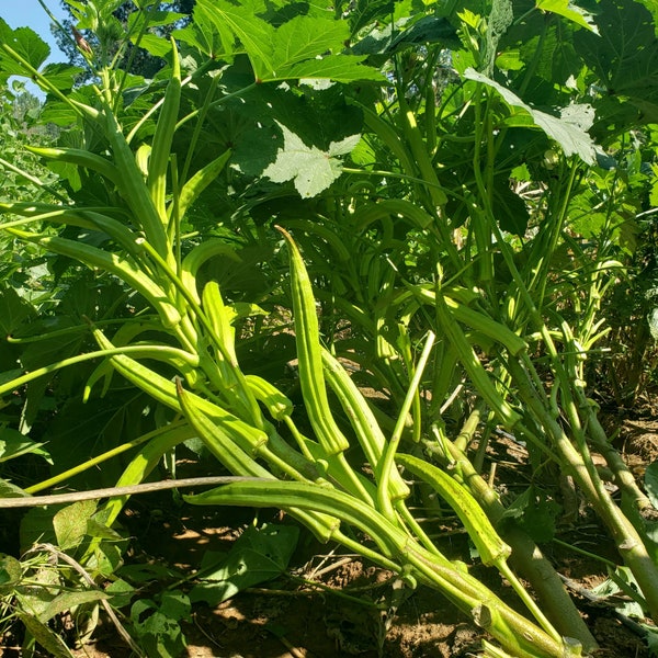 Heavy Hitter Okra seeds