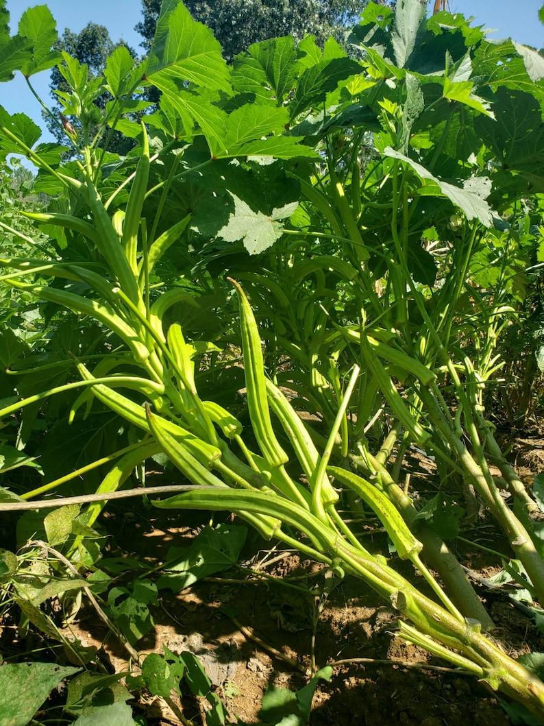 Heavy Hitter Okra Seeds Etsy