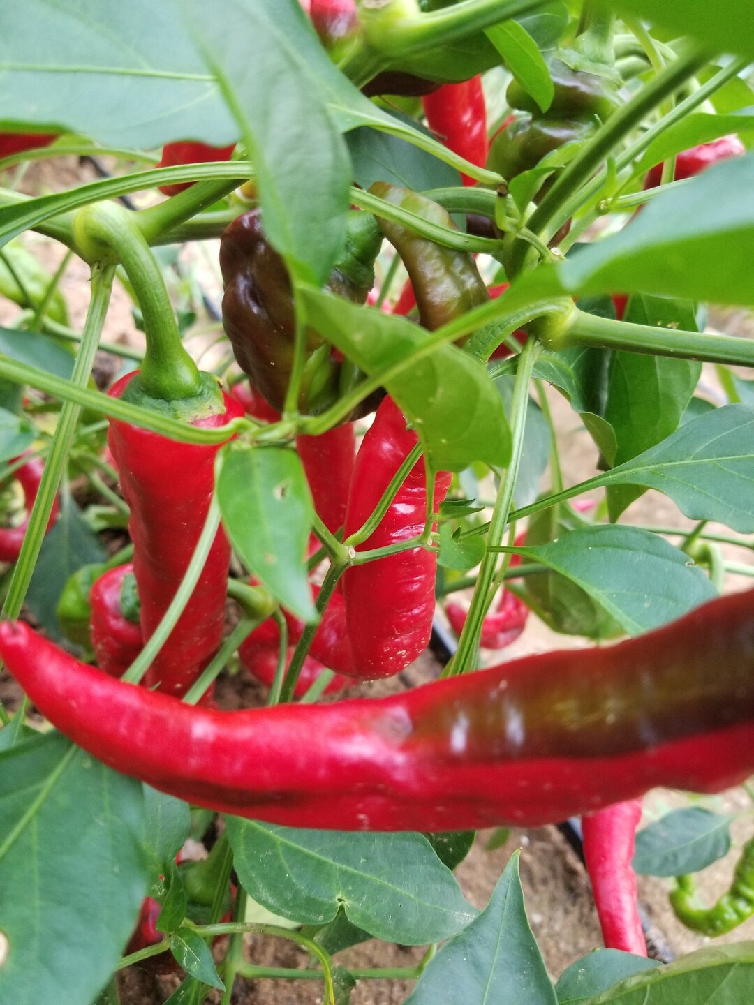 Jimmy Nardello Sweet Red Pepper Seeds20 Etsy