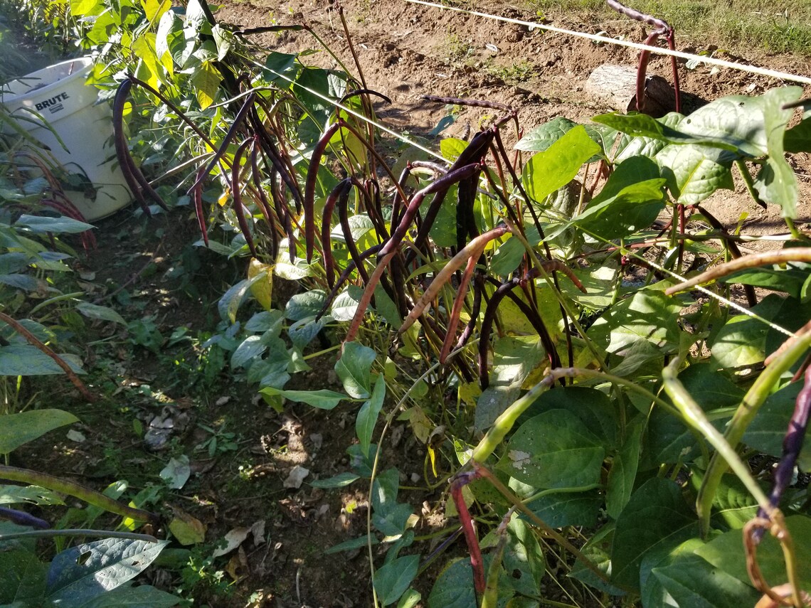 Pink Eye Purple Hull Peas - Etsy