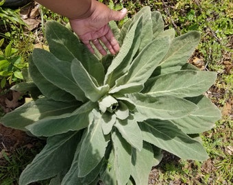 Organic Mullein Seeds(100+)