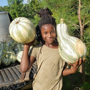May include: A person holding a large, round, white and green striped pumpkin in one hand and a large, pear-shaped, white and green striped squash in the other, with several similar gourds resting on the truck bed behind them.