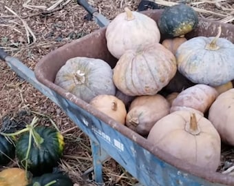 Pumpkins(Humble Servants Homestead assortment) 15seeds