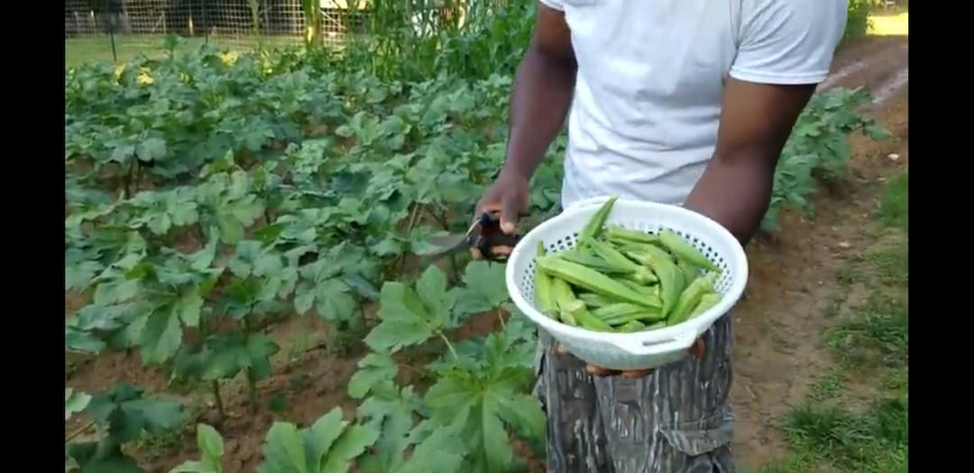 Jambalaya Okra Seeds Open Pollinated Etsy