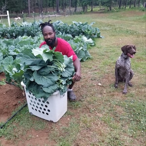 May include: A white plastic laundry basket filled with large, dark green leafy collard greens. The basket features a grid of circular ventilation holes on its sides and is positioned in a garden setting with rows of leafy green plants nearby.
