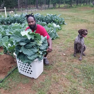 Georgia Collards