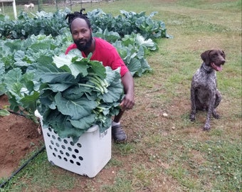 May include: A white plastic laundry basket filled with large, dark green leafy collard greens. The basket features a grid of circular ventilation holes on its sides and is positioned in a garden setting with rows of leafy green plants nearby.