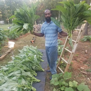 Jamaican Callaloo Seeds