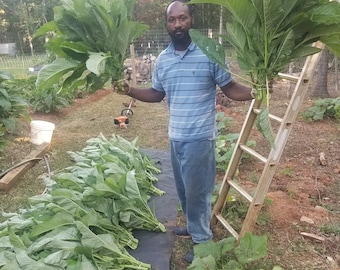 Jamaican Callaloo Seeds