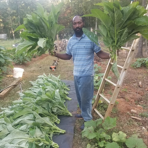 Jamaican Callaloo Seeds