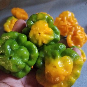 AUTENTISKA Scotch Bonnet-pepparfrön (20)
