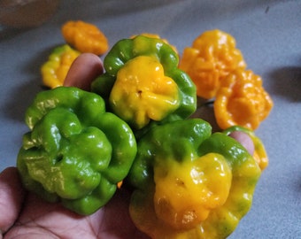 AUTHENTIC Scotch Bonnet Pepper SEEDS (20)