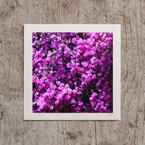 Rhododendron Indicum - Etsy