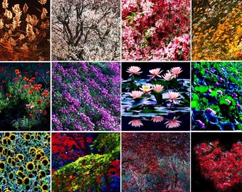 Flower Art Calendar, Desk Calendar 2024 with Poppy, Sunflower, Water Lily, Marigold, Maple, Dark Floral Monthly Calendar, Gift for Teacher