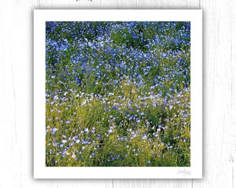 Real Forget Me Not Wildflower Wall Art Print 12x12, Blue Green Alpine Meadow Art, Forget-Me-Nots Flower Print, Floral Cottagecore Home Decor