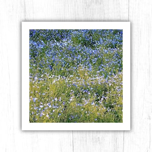 Vergissmeinnicht Kunstdruck 12x12 8x8 Wildblumen Poster 24x24, Vergissmeinnicht Natur Blumen Natur Natur Cottagecore