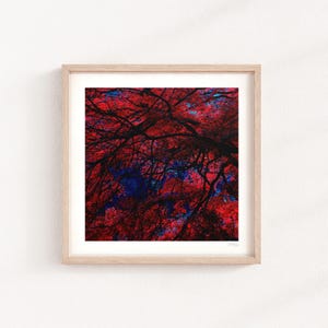 Japanese Garden Maple Art Print: Red Maple Leaf Decor, Abstract Tree Art, Dark Botanical Art, Fiery Fall Print, Archival Quality Giclée
