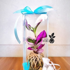 1 BOMBONIERA KOKEDAMA media - idee regalo invitati matrimonio ecologico battesimo comunione laurea evento nascita rosa palla muschio