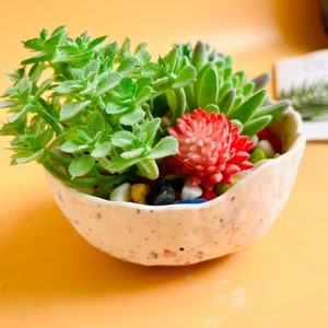 May include: A small white ceramic planter with a speckled pattern, filled with green succulents and a single red flower.