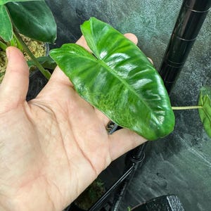 Rare Variegated Philodendron Paraiso Verde: Tropical Aroid Houseplant
