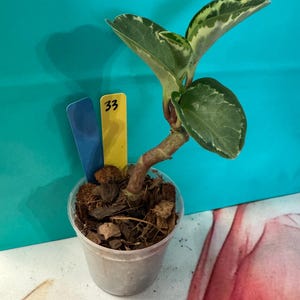 Baby Rubber Plant – Peperomia Obtusifolia | Easy Care Houseplant | Live Plant in 4” Pot | Pet Safe Indoor Plant | Beginner Friendly