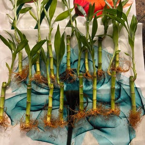 Lucky Bamboo - Dracaena sanderiana - Bare Root