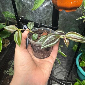 May include: A small potted plant with green and silver striped leaves. The plant is in a clear plastic pot filled with soil. Other plants and a black metal structure are in the background.