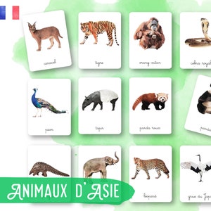 40 Cartes Montessori - Animaux d'Asie - Français - Images classifiées -Aquarelle - IEF - Ecole à la maison