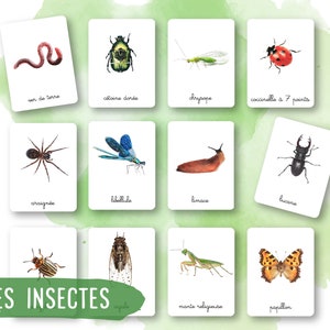 43 Cartes Montessori - Insectes et petites bêtes - Français - Images classifiées -Aquarelle - IEF - Ecole à la maison