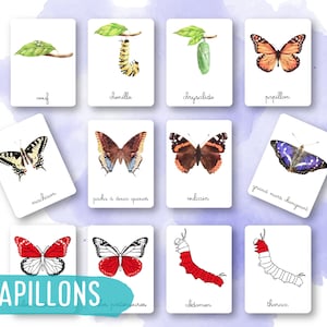 40 Cartes Montessori - Papillons - Français - Images classifiées -Aquarelle - IEF - Ecole à la maison