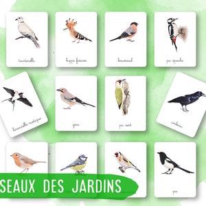 26 Cartes Montessori - Oiseaux des jardins - Français - Images classifiées -Aquarelle - IEF - Ecole à la maison