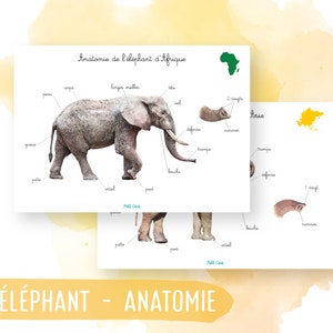 Anatomia dell'elefante africano e asiatico - Montessori - Poster - Poster - Attività per bambini