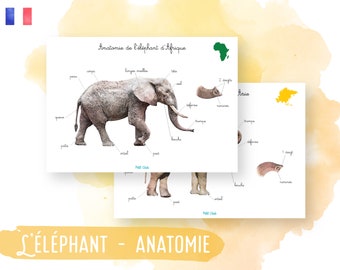 Anatomie de l'éléphant d'Afrique et d'Asie - Montessori - Affiche - Poster - Activité enfant