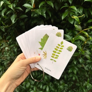 21 carte Montessori - Foglie di alberi comuni - Francese - Immagini classificate - Acquerello - IEF - Scuola domestica - Scuola forestale