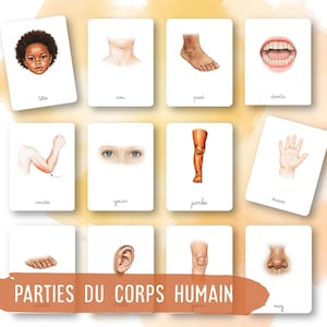 以下が含まれることがあります： 顔、首、足、口、腕、目、脚、手、鼻など、人体の部分のイラストが描かれた教育用フラッシュカード。カードにはフランス語でラベルが付けられており、下部には「PARTIES DU CORPS HUMAIN」というフレーズがあります。