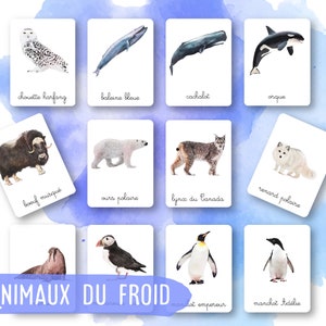34 Cartes Montessori - Animaux du froid - Français - Images classifiées -Aquarelle - IEF - Ecole à la maison