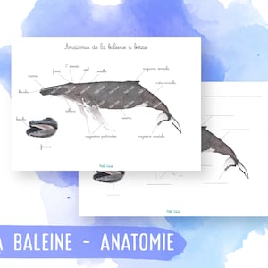 Megattera - Anatomia - Montessori - Poster - Poster - Attività per bambini