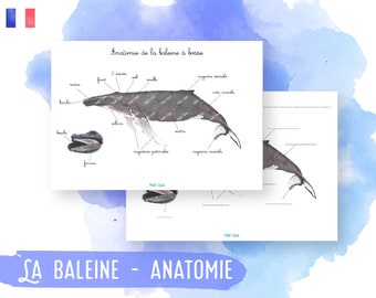 Baleine à bosse - Anatomie - Montessori - Affiche - Poster - Activité enfant