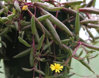 Othonna capensis ‘Ruby Necklace’ - Ruby Necklace  - Live Plant