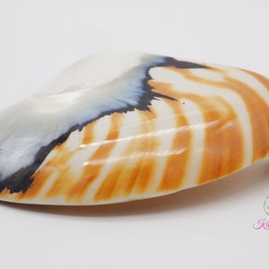 Tiger White Pearl Nautilus Shell Handmade Pendant in Half Cut Nautilus image 7