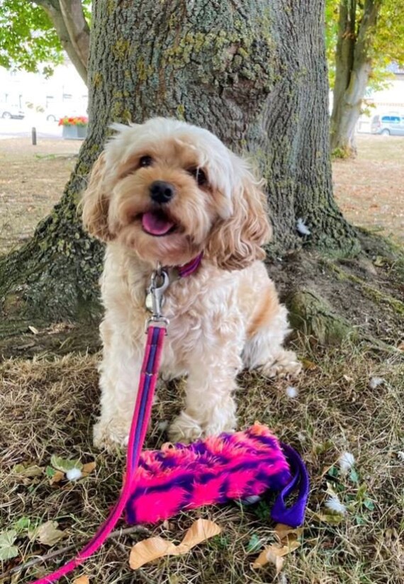 Dog Treat Bag Training Prey Dummy Obedience Retrieve Furry Sewn in Squeaker With Handle in Various Colours Large 7 X 4 1st Class Post Etsy Canada