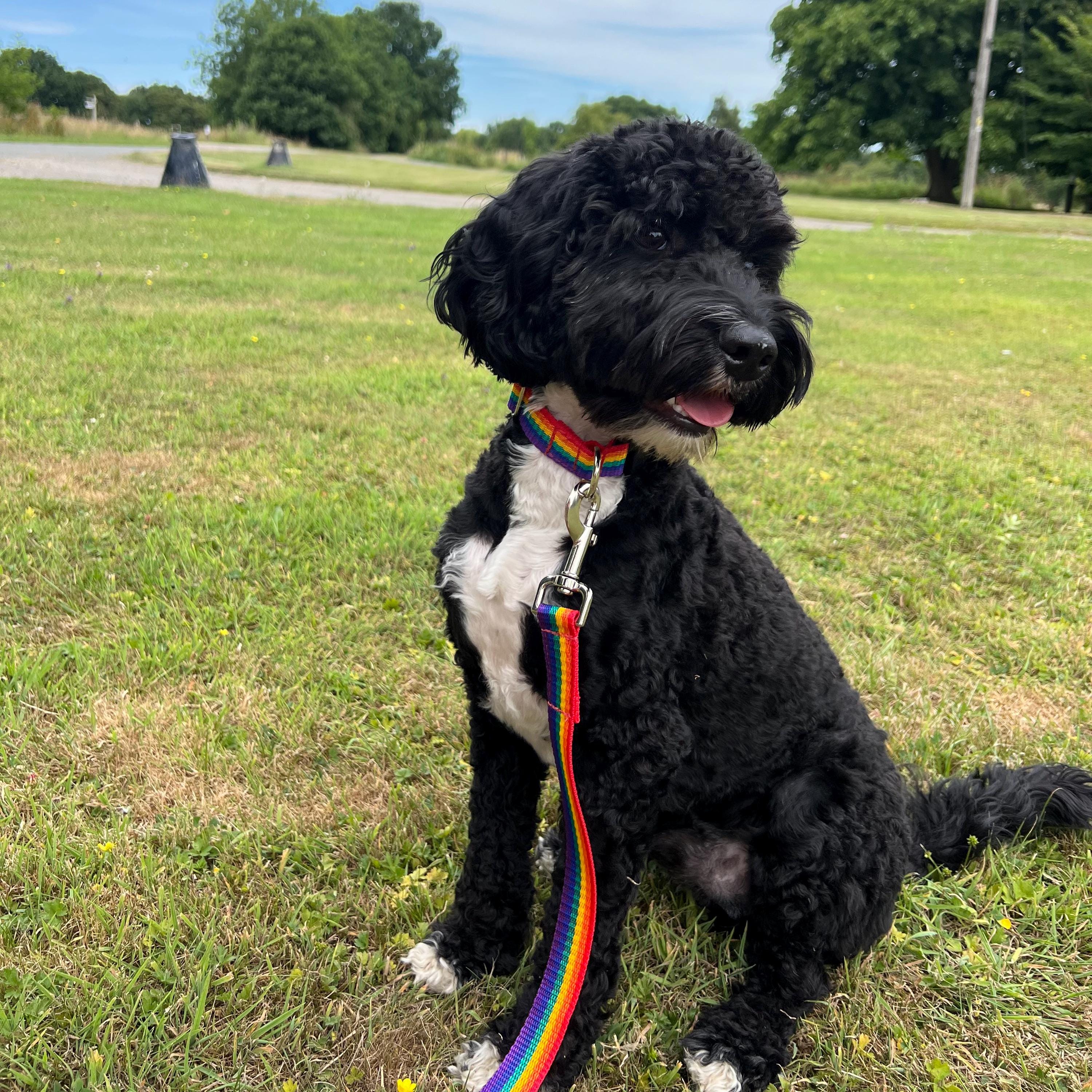 Rainbow Dog Training Leads Long Line Tracking Recall Strong 25mm Wide - 1st  Class Post - Etsy